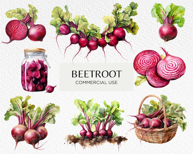 Beetroot Watercolour Clipart Bundle, 12 Transparent PNG 300 Dpi ...
