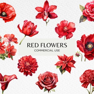Bundle de cliparts aquarelle fleurs rouges, 20 PNG transparents 300 dpi, capitules pourpres, jardin floral, téléchargement numérique. Utilisation commerciale