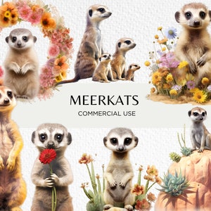 Meerkat aquarel clipart bundel, 16 transparante geïsoleerde PNG 300 dpi, schattige dierentuindieren, baby stokstaartjes, digitale download, commercieel gebruik