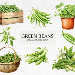 Bundle de cliparts aquarelle haricots verts, 10 PNG Transparents 300 dpi, végétarien, haricot d'Espagne, potager, téléchargement numérique pour usage Commercial
