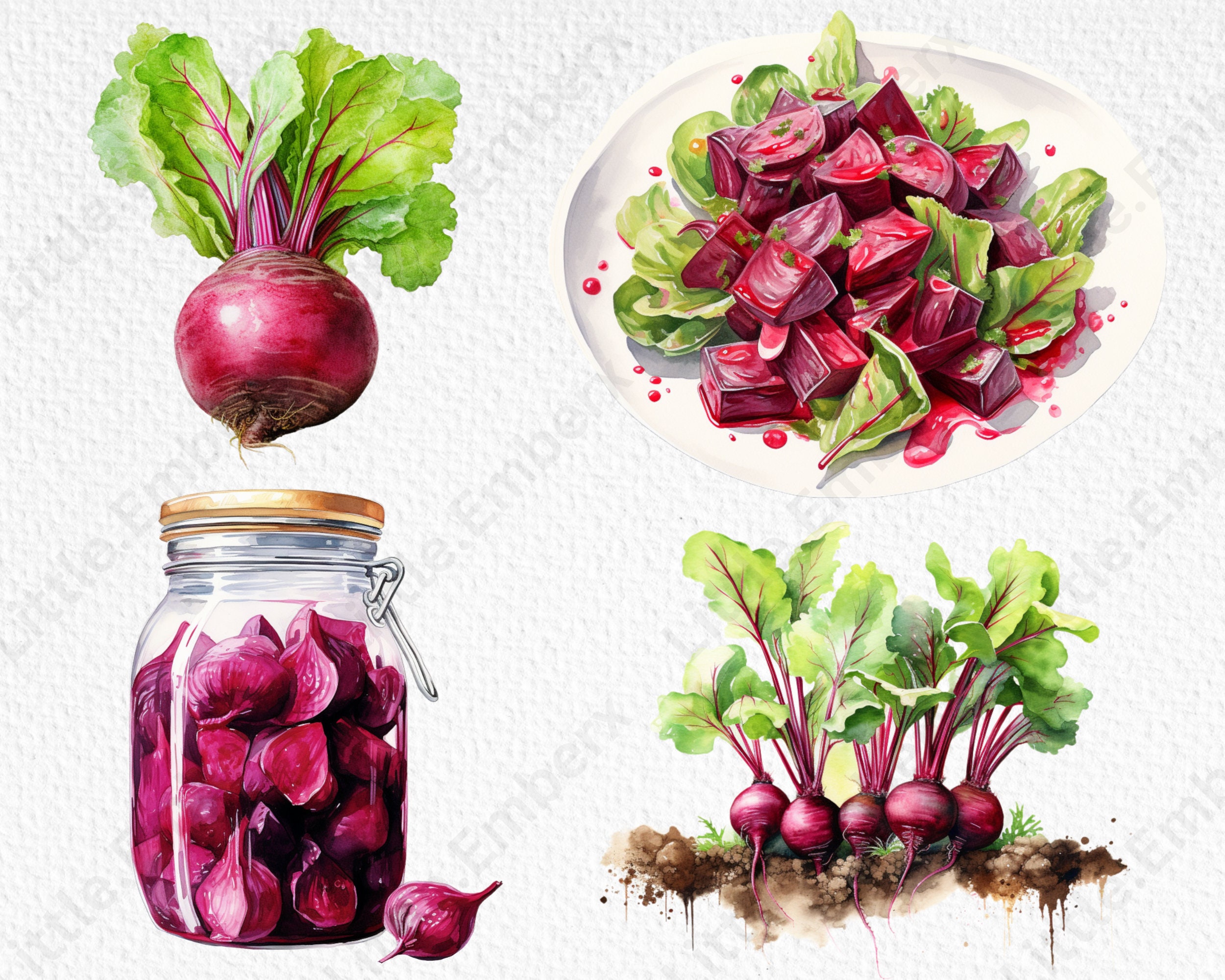 Beetroot Watercolour Clipart Bundle, 12 Transparent PNG 300 Dpi ...