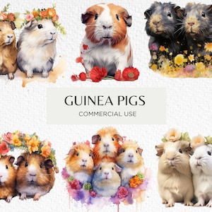 Watercolour Guinea Pigs Clipart Bundle, 24 Transparent PNG 300 dpi, Cute Happy Guinea Pig With Flowers, Digital Download, Commercial Use