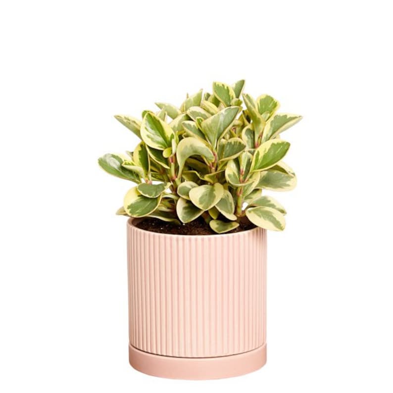 Greendigs Peperomia Plant