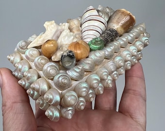 Vintage Shell Trinket Box