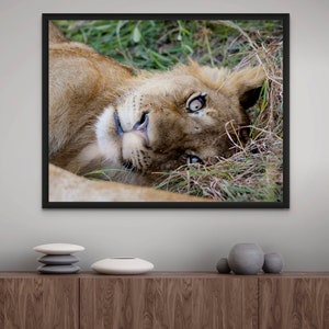 Lion Cub Photo Print