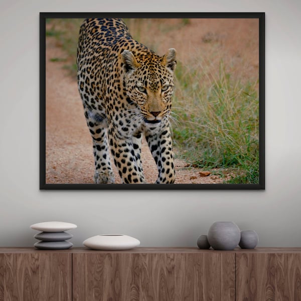 Leopard Walking Photo Print