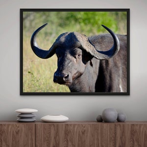 Water Buffalo Photo Print