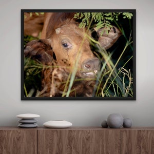 Baby Water Buffalo Photo Print