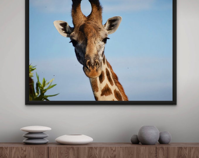 Giraffe Photo Print