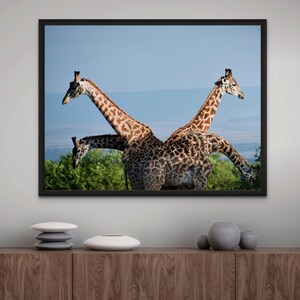 Four Headed Giraffe Photo Print