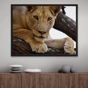 Lion in Tree Photo Print