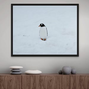 Lone Penguin Photo Print