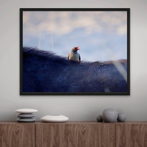 Impressão de foto Pássaro nas costas de um búfalo