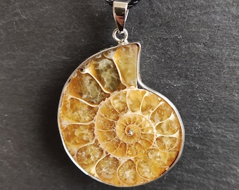 Ammonite Fossil Necklace, Stainless Steel Chain, Spiral Pendant