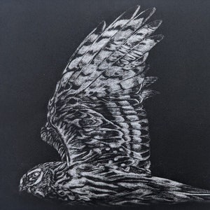 Mezzotint bird print- Hen harrier