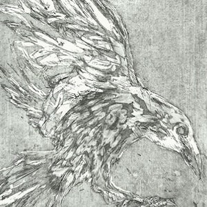 Flying crow