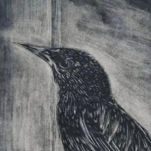Mezzotint bird print-Starling