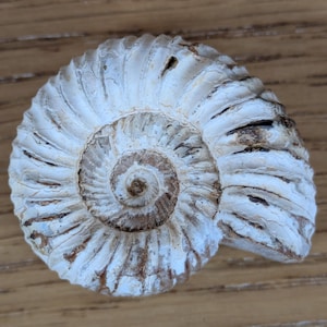 May include: A fossilised ammonite shell featuring a spiral pattern with raised ridges. The surface displays a weathered white and cream coloration with dark brown accents nestled within the deep grooves of the shell's intricate, coiled structure.