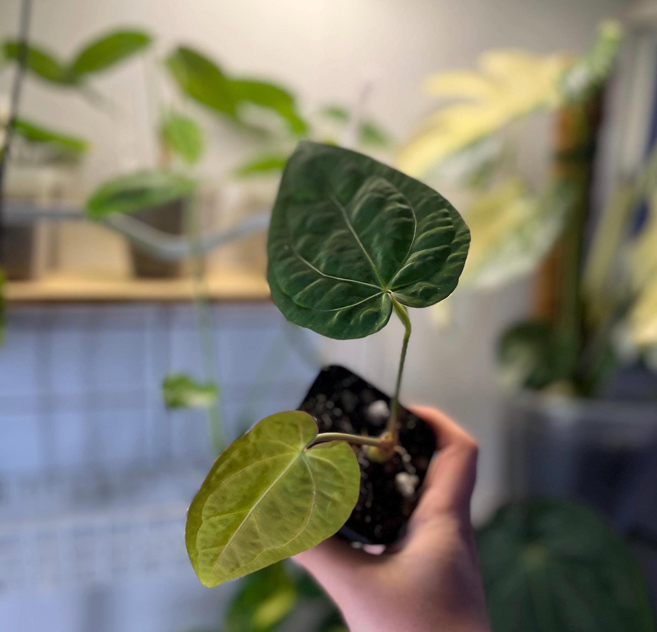 Anthurium Michelle X Zara Doc Block - Etsy
