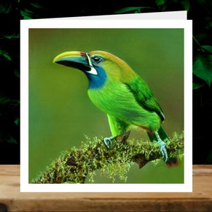 Toucanet émeraude, 5x cartes de charité artistiques, au profit d’Explorers Against Extinction.  Cartes carrées de 6 » avec enveloppes