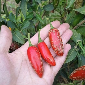 10 nasion Jalapeno - organiczne nasiona papryczki chili
