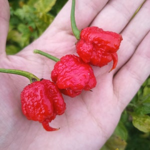10 nasion Carolina Reaper - Organiczne nasiona papryczki chili