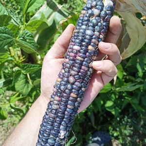 10 seeds Black Aztec - Organic Corn Seeds