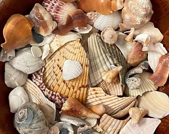 Seashell Twisty Pieces, Seashell vase filler, 50-piece seashell Craft Assortment, Florida Beach sherd Shell, Wedding Decor, Seashell shards.