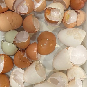May include: Overhead shot of various cracked eggshells. The shells vary in color from light tan to brown and white. Some shells still have remnants of the egg white and yolk inside. The shells are scattered across a light-colored surface.