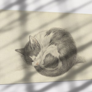 May include: A black and white cat curled up in a ball, sleeping on a light beige background.