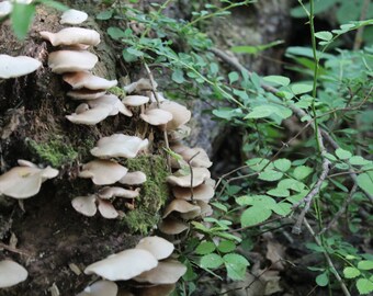 Creaking Mushrooms (Digital Photo Print)
