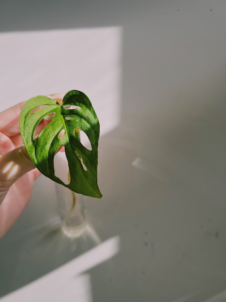 Monstera Adansonii Swiss Cheese Plant Propagation Etsy