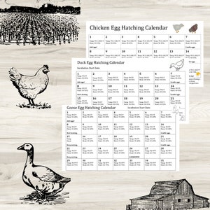 May include: Black and white illustrations of a chicken, duck, and goose, along with a calendar for hatching eggs. The calendar includes temperature and humidity details for chicken, duck, and goose eggs.