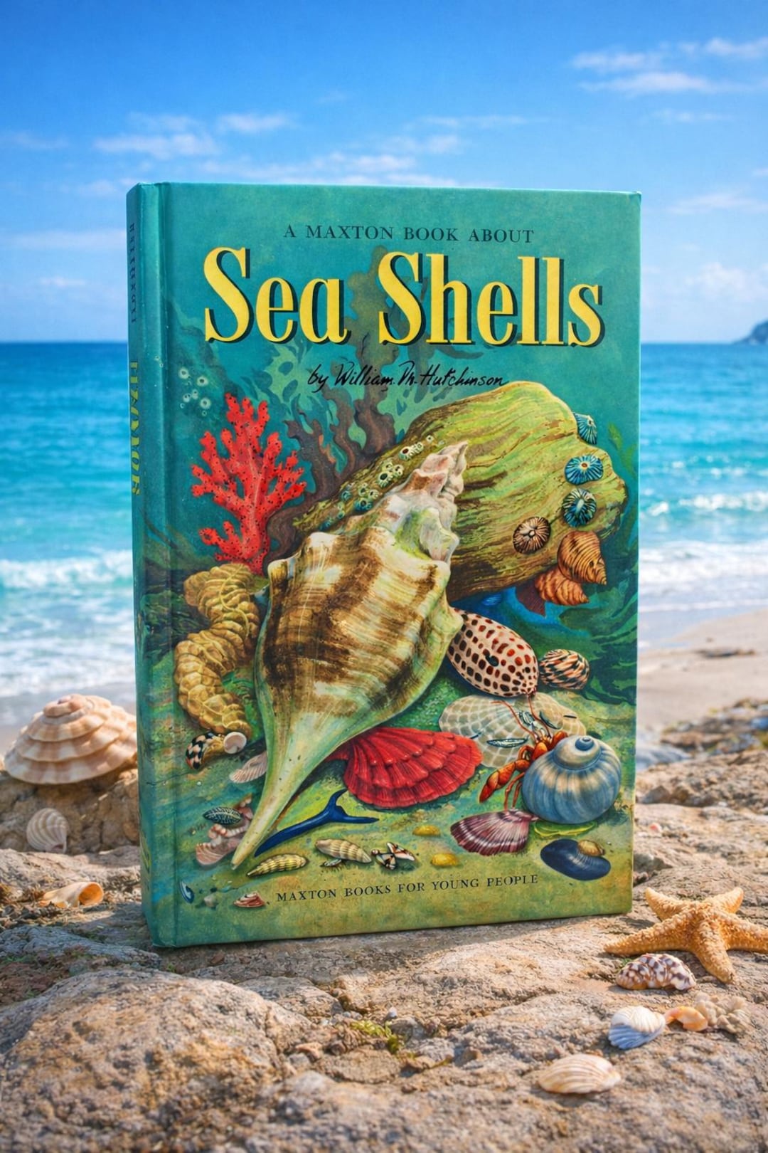 Vintage 1954 Sea Shells Book – Maxton Illustrated Nature Science - Etsy
