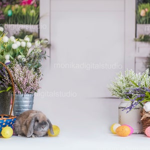 Easter with bunny studio digital backdrop