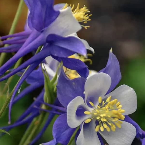 Columbine Etsy