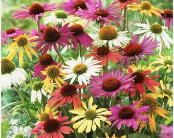 4 Mixed Perennial Echinacea Plants. Super Healthy and Ready to Plant.