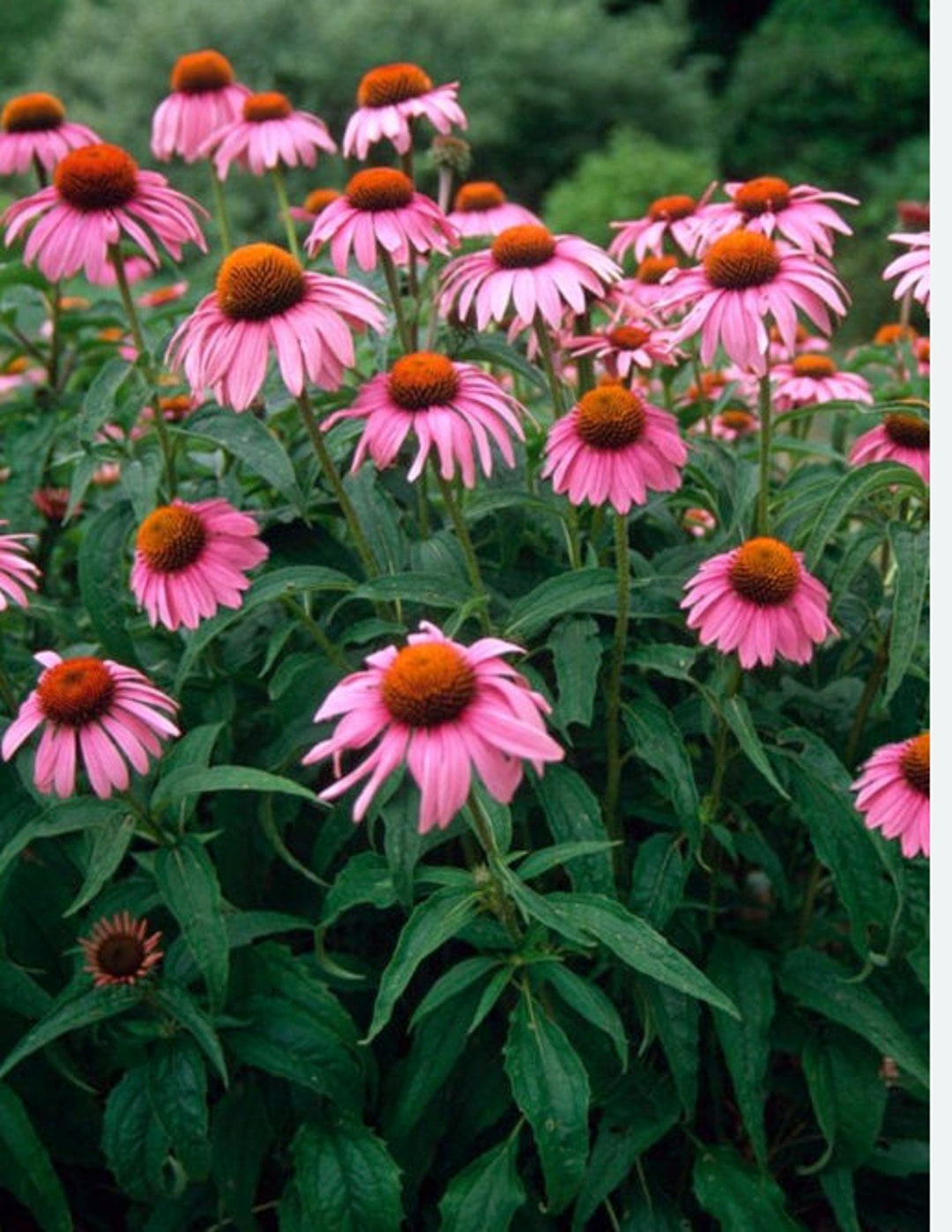 3 Echinacea Purpea Perennial Echinacea Plants. Just Coming Out Etsy