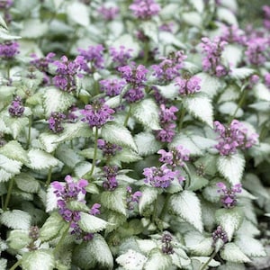 3 Lamium Dead Nettle Starter Ground Cover Live Perennial Plants. Grows great in Sun or Shade. Super Easy to Grow. Attracts Hummingbirds