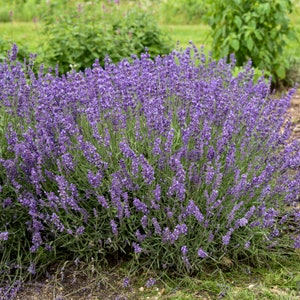 5 English Lavender Starter Perennial Plants. Super Healthy. Ships Today