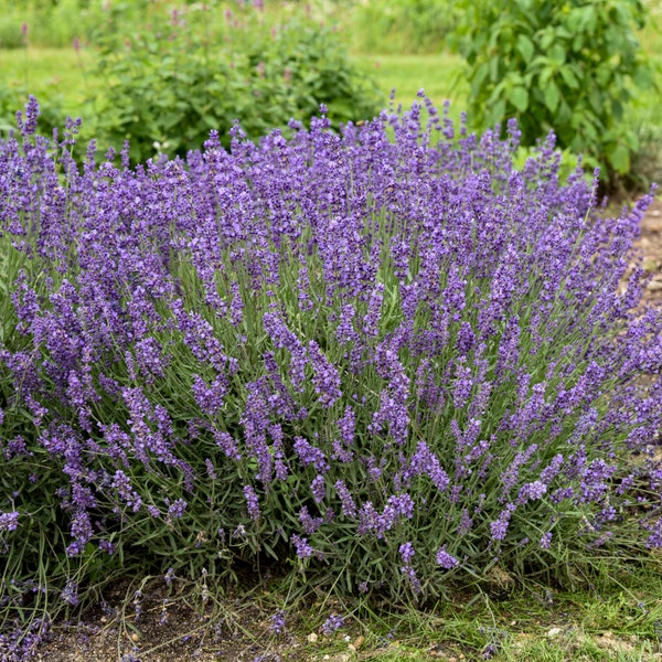 5 English Lavender Starter Perennial Plants. Super Healthy. Ships Today