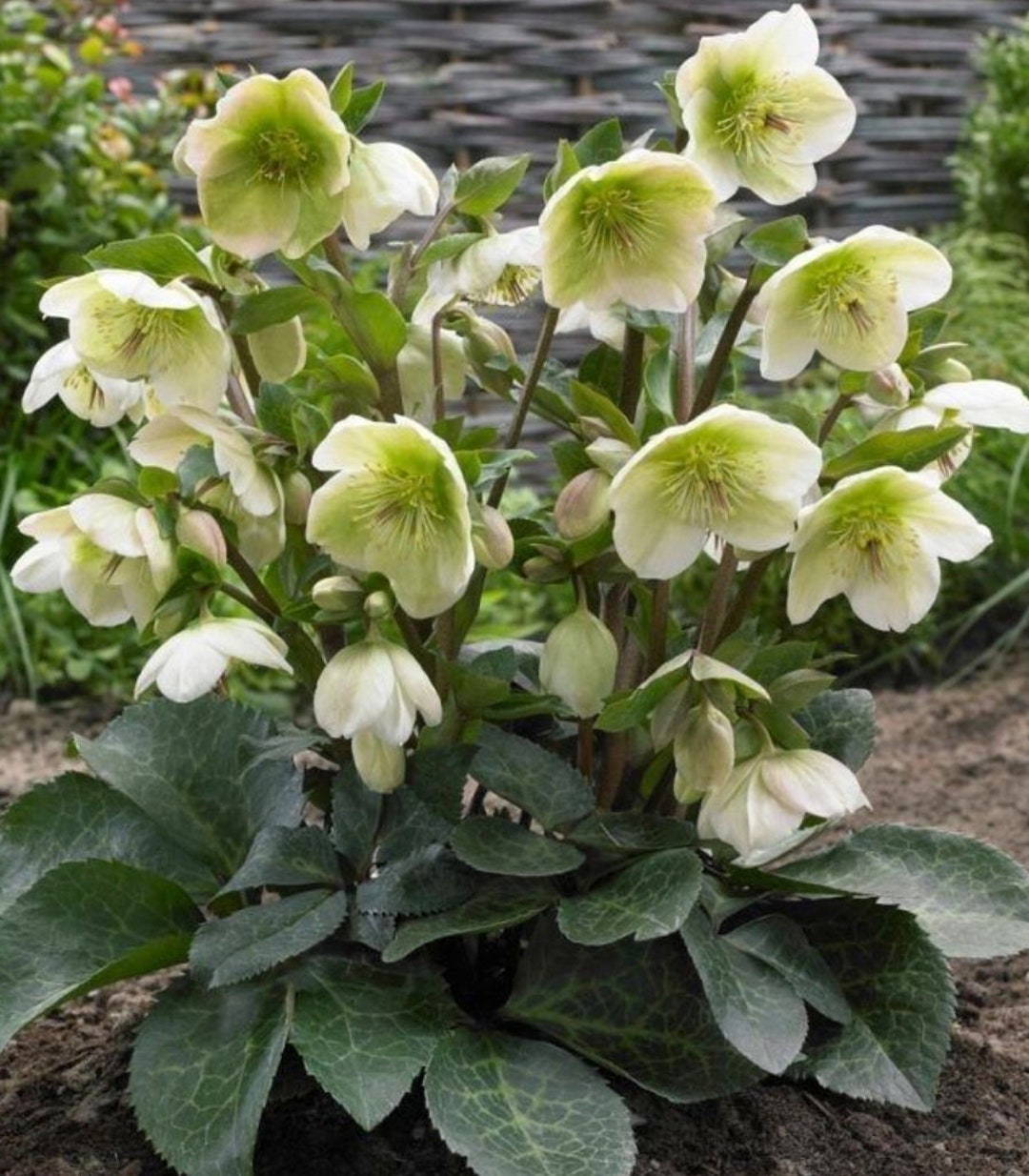 Rare Lenten Rose Frost Kiss Moondance Stater Perennial Plant. Lovely
