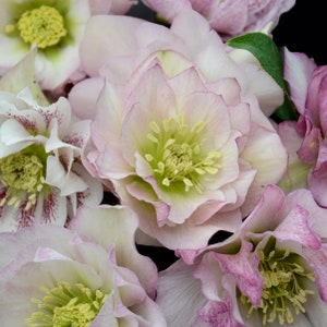 Flower Girl Lenten Rose Perennial. Stunning Blooms. Easy to Grow. Spring Blooming. Fall is for Planting. Fast Shipping