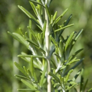 Live Rosemary Herb Starter Perennial - Resilient and Easy to Grow!. Sun Lover and Drought Resistant.