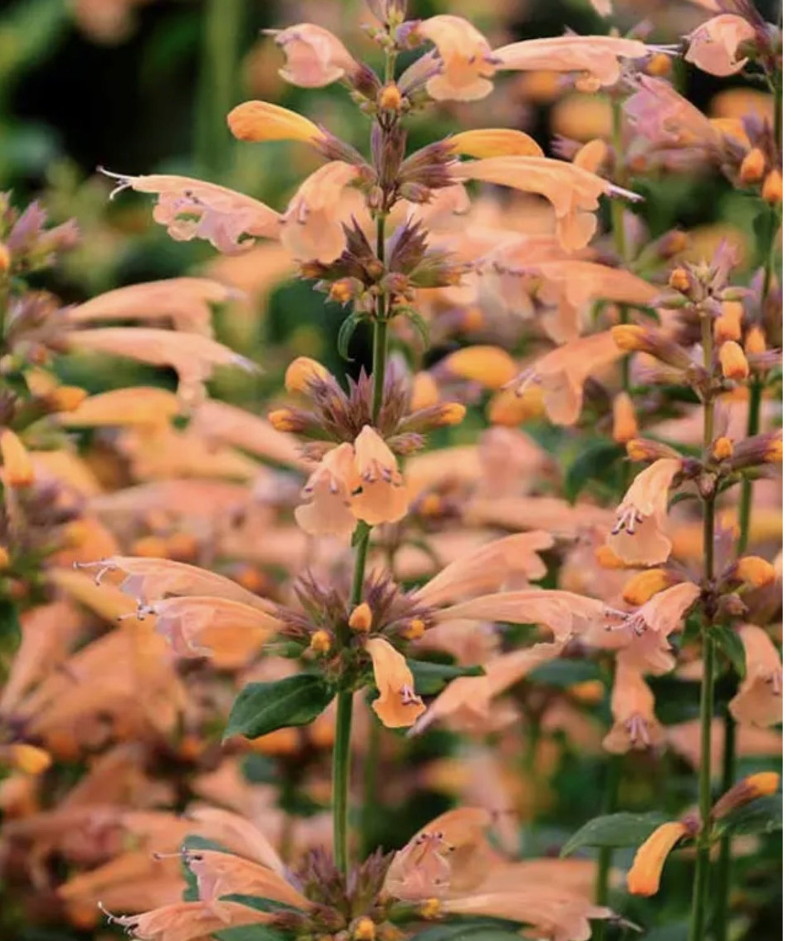 3 Live Agastache Mango Tango Anise Hyssop Perennial Plants. Hummingbird