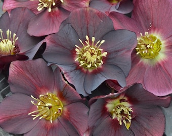 Rome in Red Lenten Rose Perennial. Stunning colors.