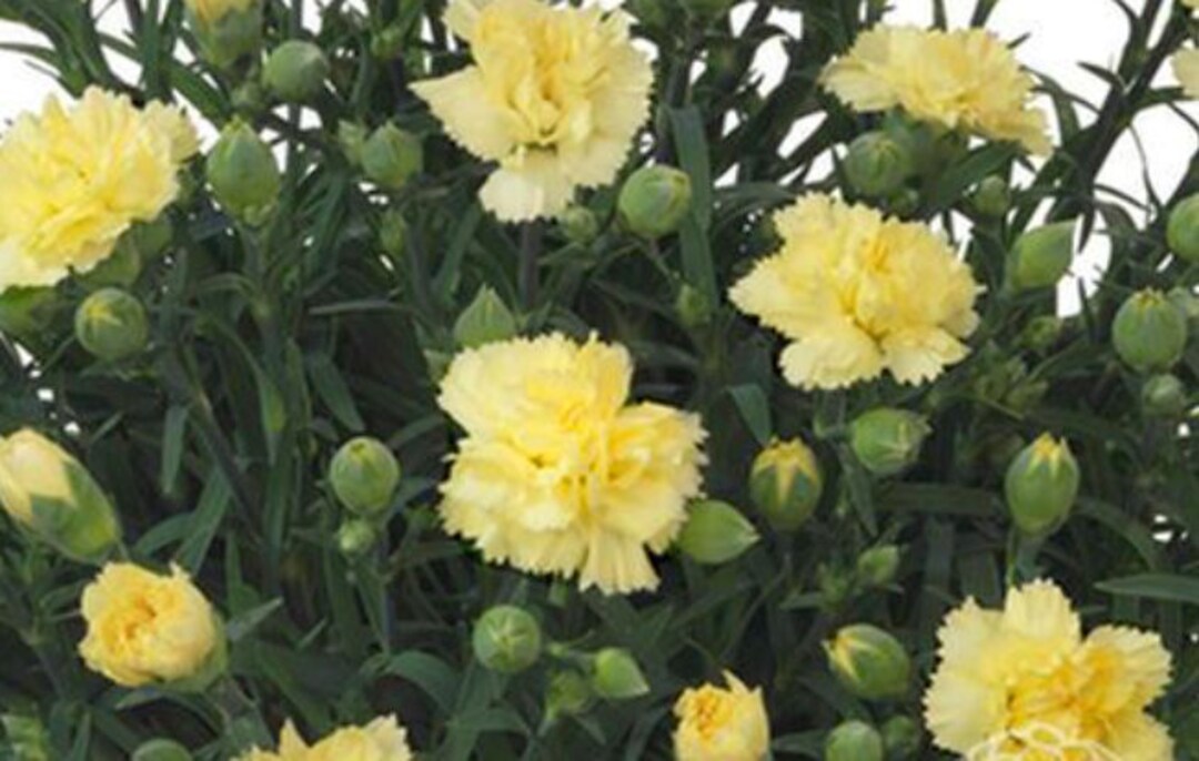 3 Dianthus Yellow Bling Starter Perennials. Stunning Blooms Etsy