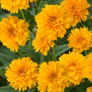 3 Live Early Sunrise Coreopsis Perennial Plants. Great Pollinators. Loves Sun. Easy to Grow.