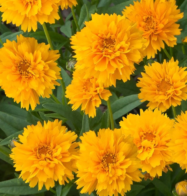 3 Live Early Sunrise Coreopsis Perennial Plants. Great Pollinators. Loves Sun. Easy to Grow.