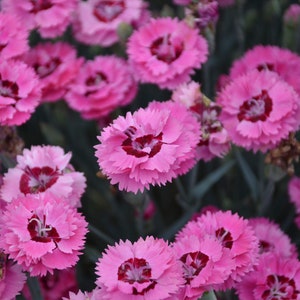 3 Dianthus Cute as a Button Starter Perennials. Stunning Blooms